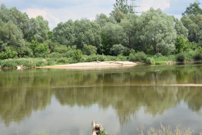 Poziom wody w Sanie dużo poniżej poziomu ostrzegawczego! Czy zbliża się susza?