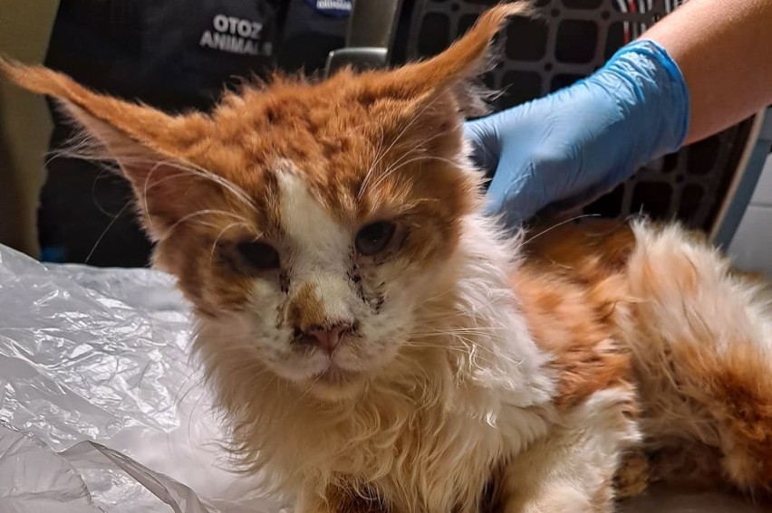 Gehenna kotów z hodowli maine coonów z Jasła. Jej właścicielki usłyszały zarzuty. 140 zwierząt żyło w okropnych warunkach [ZDJĘCIA]