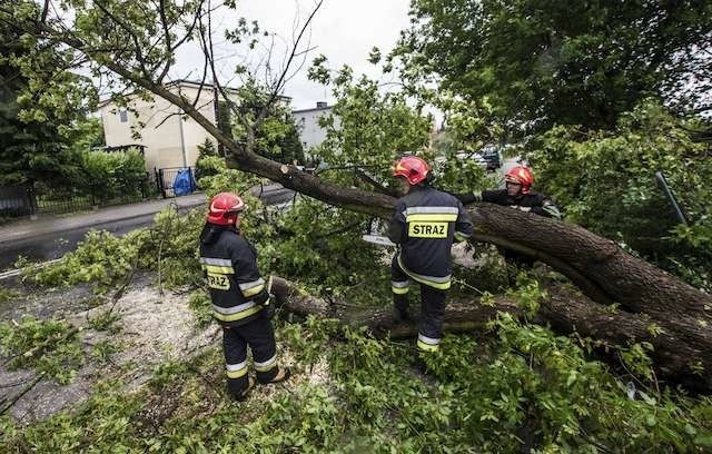 Na ulicy Żeglarskiej wichura wyrwała drzewo z korzeniami