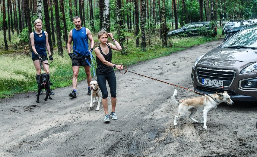 Bieg w Puszczy Bydgoskiej. Uczcili pamięć Bartka i Ani -...