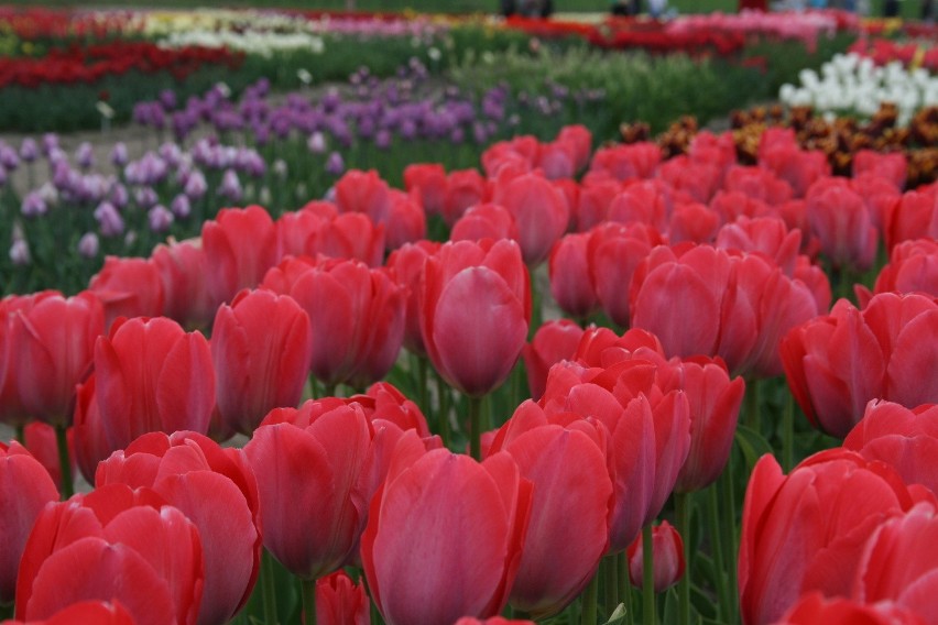Tulipany z Chrzypska Wielkiego przyciągają tysiące ludzi....