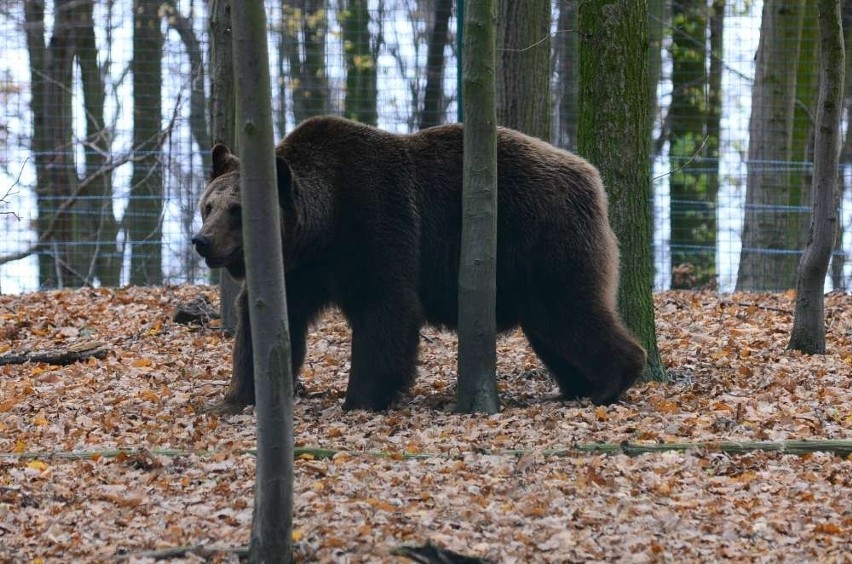 Zoo w Poznaniu: Niedźwiedzie nie zapadły w sen!