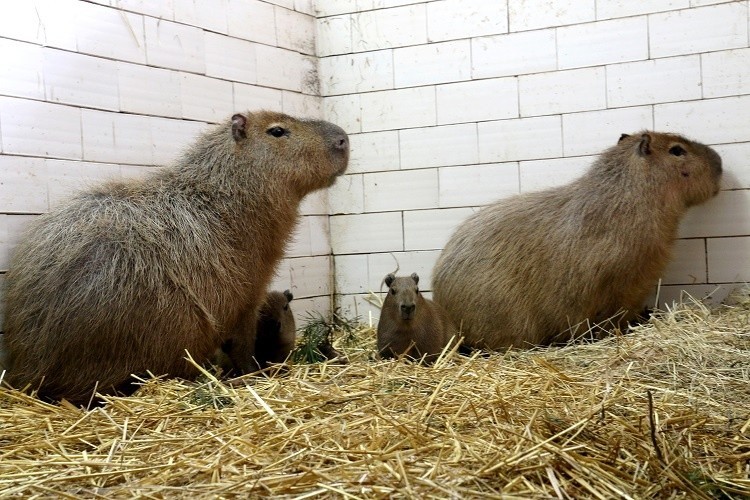 Zoo w Gdańsku powitało dwie słodkie kapibary. Macie propozycje imion? [KONKURS]