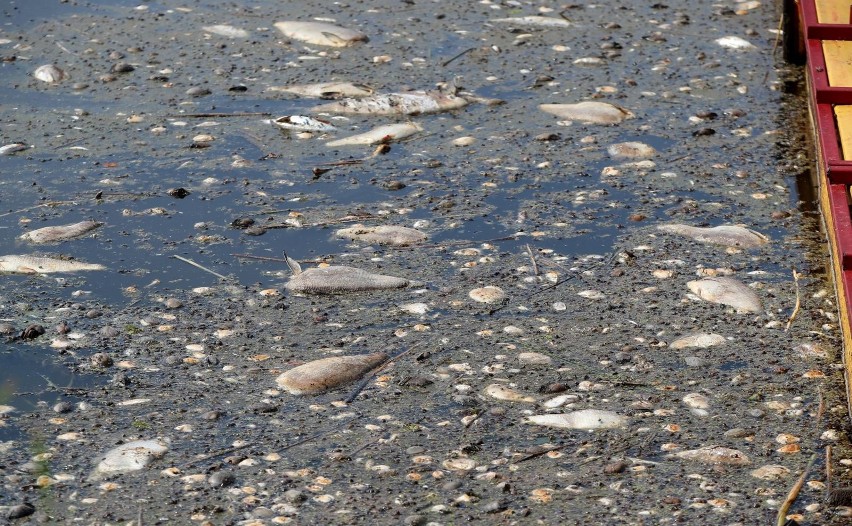 Śnięte ryby w Odrze, 2022 rok