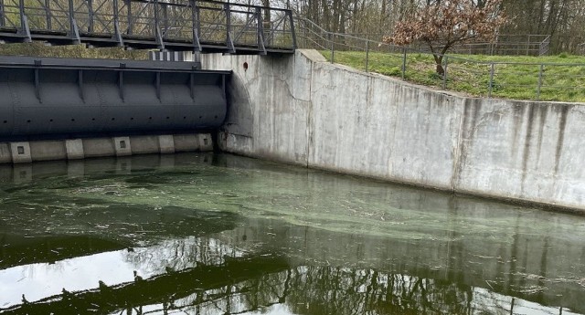 Jak podano śnięcie ryb w wodach Kanału Gliwickiego oraz Kanału Kędzierzyńskiego 10 czerwca zgłosili pracownicy RZGW Gliwice(Regionalny Zarząd Gospodarki Wodnej w Gliwicach).