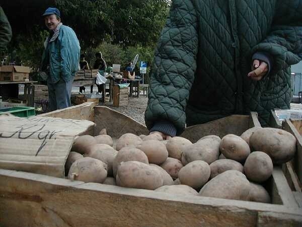 Nie było urodzaju na ziemniaki, więc ich cena jest wysoka | Gazeta  Współczesna
