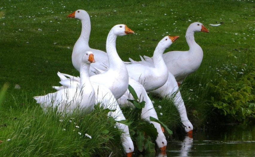 Koło Gospodyń Wiejskich Szeroka Struga w Łapach Pluśniakach...