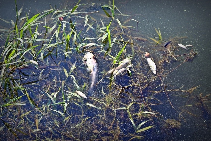 Wrocław: Śnięte ryby w kanale Odry. Nawet kilkaset kilogramów [ZDJĘCIA]