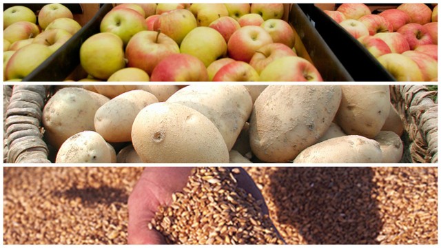 Na targowiskach woj. podlaskiego cena kwintala pszenicy wahała się od 50 do 80 zł, a ziemniaków od 40 do 100 zł