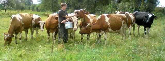 Tomek Copija: &#8211; Jak te krowy do mnie trafiły, były w fatalnym stanie, sama skóra i kości. Wstyd je było wypuścić na łąkę.