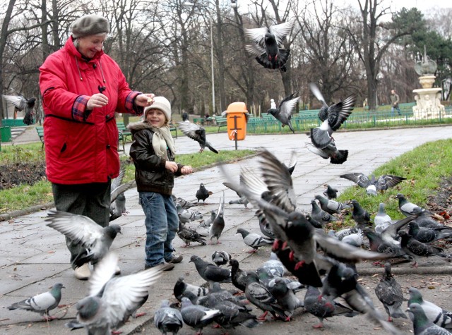 Zakaz karmienia gołębi poza miejscami wyznaczonymi obowiązuje w Łodzi od ponad dwóch lat.