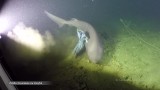 Kanada: Spektakularne zdjęcia naukowców z Kanady. Sfilmowali rzadki gatunek rekina szarego