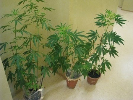 Policjanci w mieszkaniu 26-letniego mieszkańca Nysy zabezpieczyli cztery krzewy tej rośliny, mierzące od 70 do 100 centymetrów.