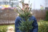 Poznań: Nie wyrzucaj choinki na śmietnik! Sprawdź, co możesz zrobić z żywym drzewkiem po świętach?