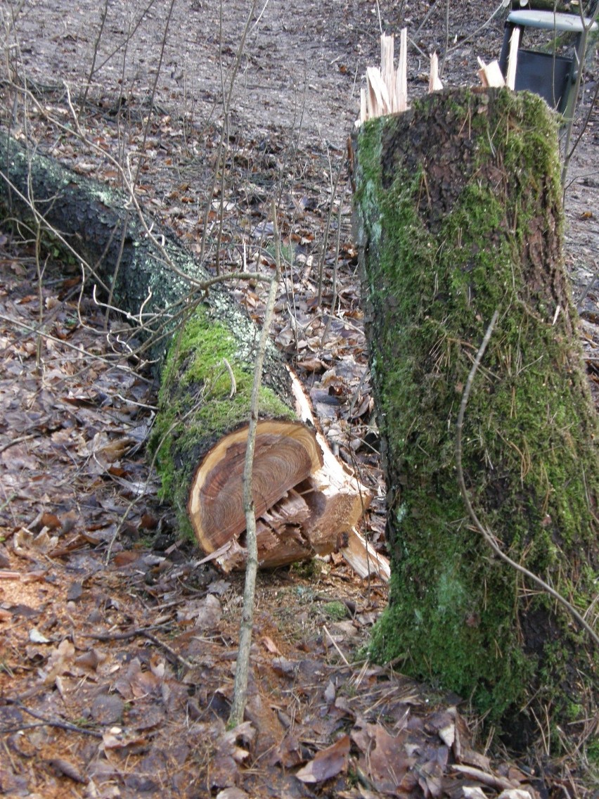 Kraków. Mieszkańcy alarmują o wycince drzew w Lesie Borkowskim. "To tylko pielęgnacja"