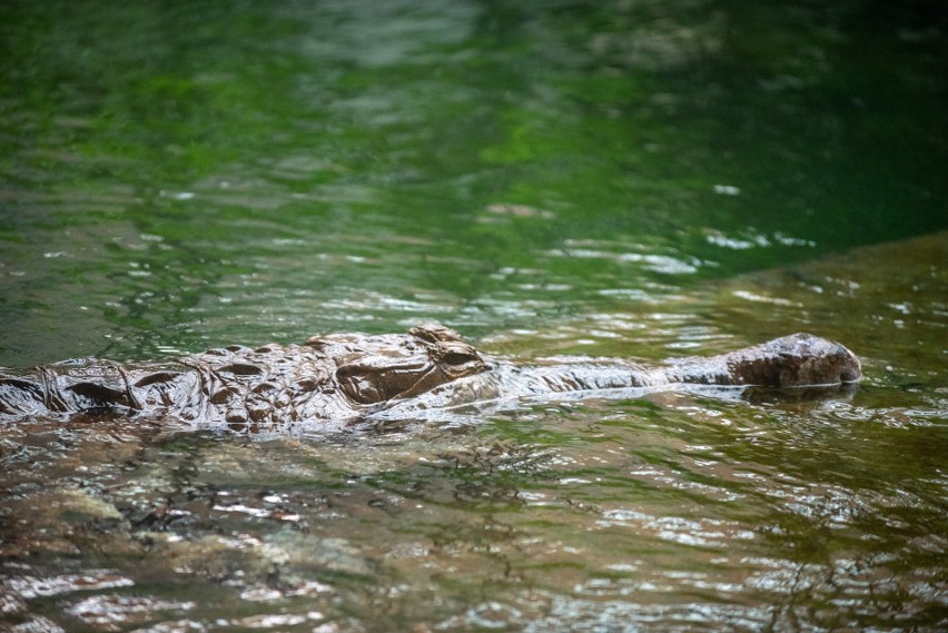 Łódź: Krokodyle gawialowe zamieszkały w Orientarium w łódzkim zoo. ZDJĘCIA