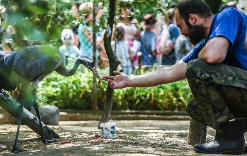 Odwiedzający ZOO w Myślęcinku wzięli udział w karmieniu...