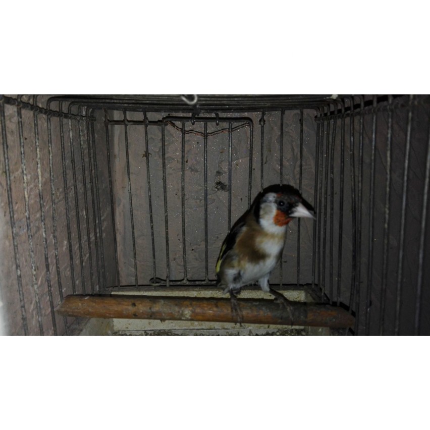 Chronione ptaki uratowane przez Straż Miejską w Lublinie. Szczygły i czyż są już na wolności