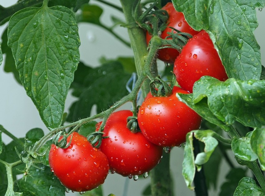 Pomidory można uprawiać w przydomowym ogródku, a nawet na...