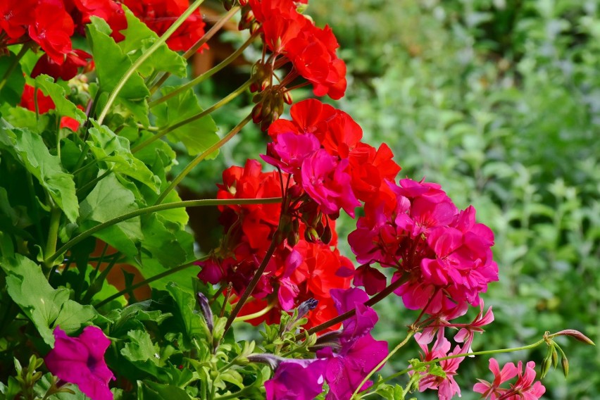 Pelargonie nie bez powodu są nazywane królowymi balkonów, bo...