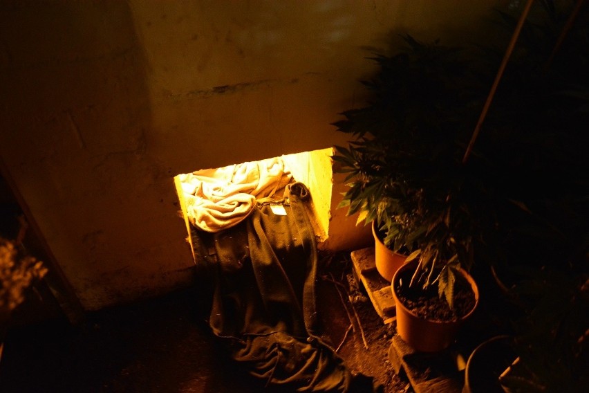 Kilkaset krzewów marihuany w... bunkrze. Plantacja zlikwidowana