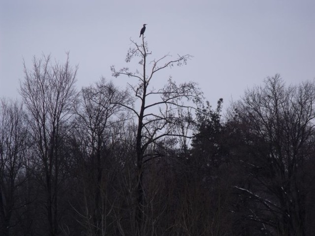 Kormoran, jak zwykle te ptaki, zajął pozycję na najwyższym drzewie w okolicy