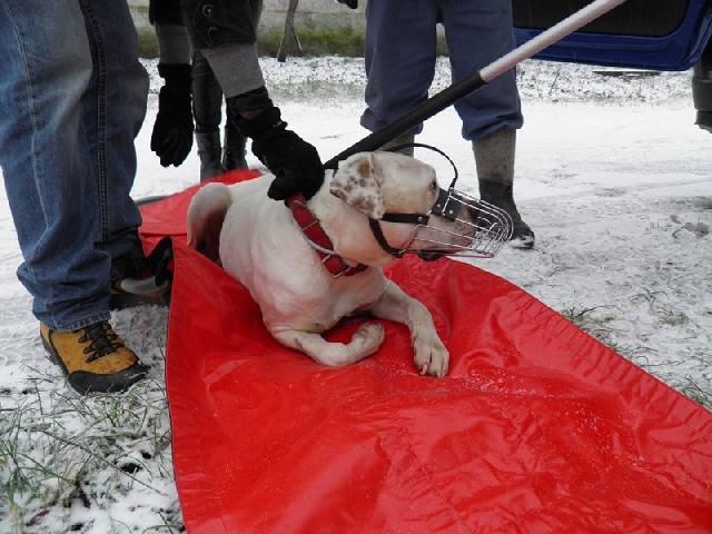 Psa udało się uratować po interwencji grupy ludzi zaangażowanych w działalność na rzecz skrzywdzonych zwierząt