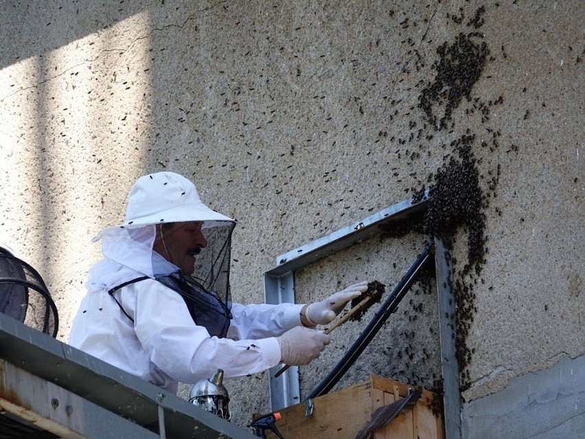 Rój pszczół w Szczecine. Kilkadziesiąt tysięcy owadów w szpitalu "Zdroje"!