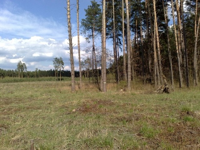 Las w pobliżu Stalowej Woli.