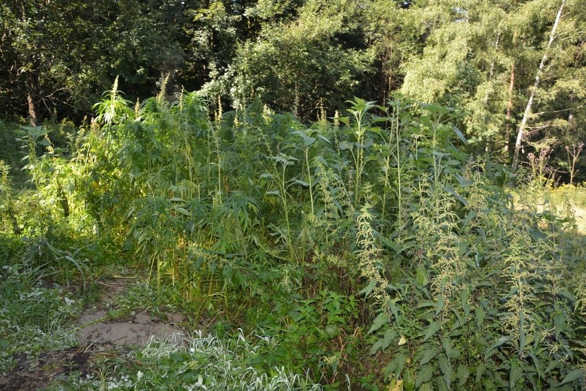 Nowy Targ. To już nie plantacja, to cały las marihuany! Złapano "leśniniczego"