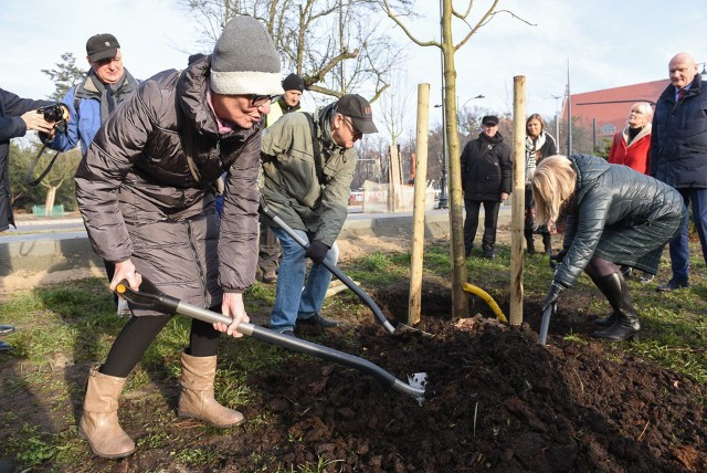 We wtorek 17 grudnia w Dolinie Marzeń posadzono dwa kasztanowce czerwone