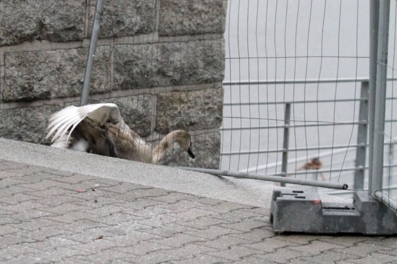 Zagubiony łabędź na moście Pokoju. Nie mógł się przedostać na bulwar Kaczyńskich (ZDJĘCIA)