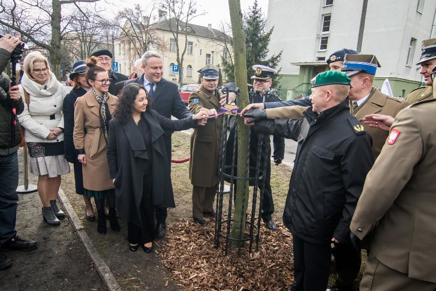 Między dębem im. Leonarda Pietraszaka a dębem...