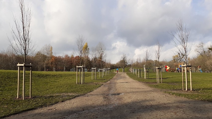 Na terenie dwóch poznańskich dzielnic posadzono drzewa za...