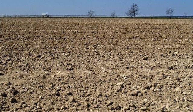 W granicach Poznania jest blisko 8 400 ha gruntów rolnych i działa około 1000 gospodarstw.