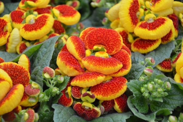 Kwiaty pantofelników mają wyjątkowo oryginalny wygląd. Jednak, żeby roślina długo kwitła, trzeba jej zapewnić odpowiednie warunki.