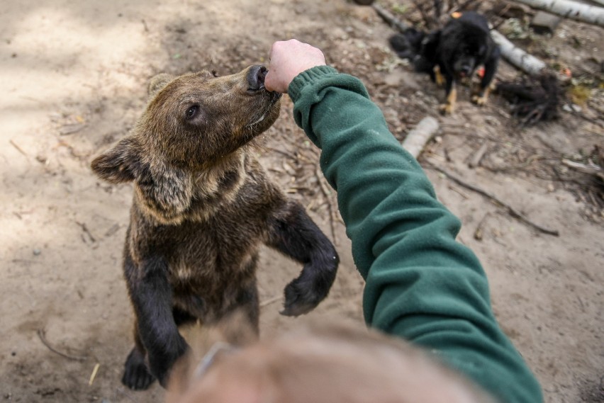 Leżak: Baloo, przybij piątkę! Cisna lubi owoce, ryśki wolą...