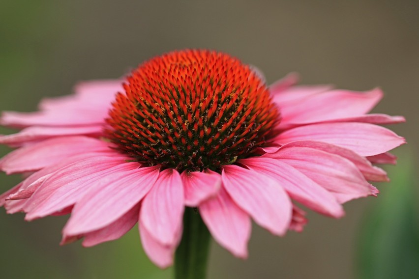 Nazwa Echinacea pochodzi od greckiego słowa „echinos”, czyli...