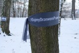 Drzewa we Wrocławiu z czarnymi szarfami. Co to za akcja? [ZDJECIA]