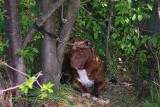 Dzieci znalazły porzuconego psa, przywiązanego do drzewa w Kielcach. Właściciel nie poniesie kary 