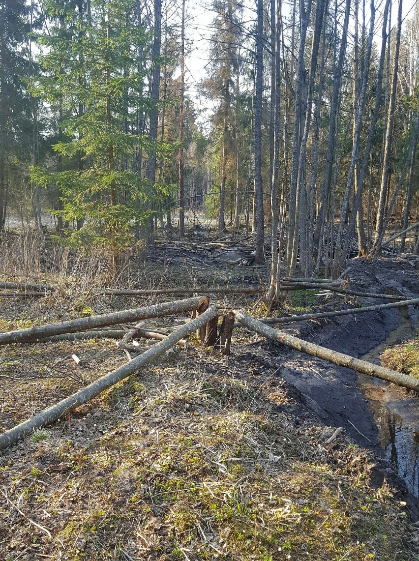 - Osika, olszyna i brzoza - są zniszczone - opowiada pan...