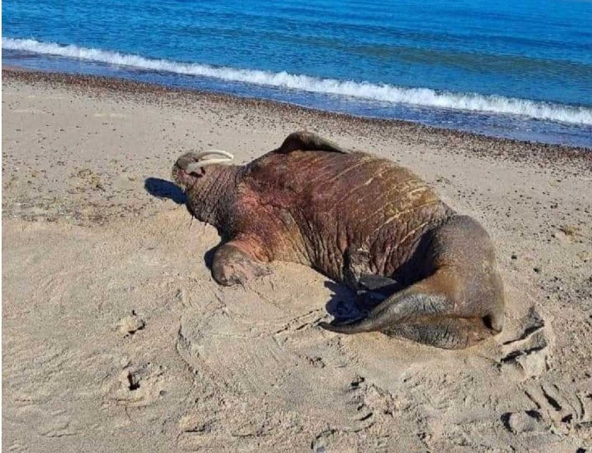 Mors pojawił się na plaży w Mielnie