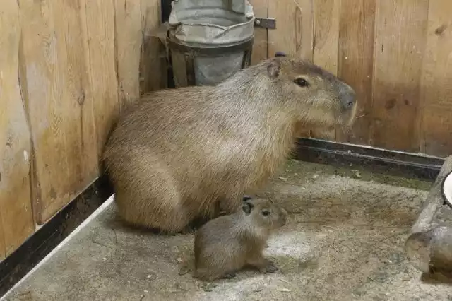 Kapibara z wyglądu przypomina dużą świnkę morską. Maluchy, które przyszły na świat pod koniec ubiegłego tygodnia, czują się dobrze.