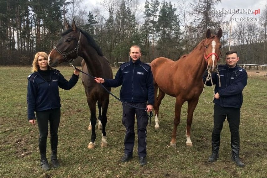 Częstochowa: dwa konie dla częstochowskich policjantów