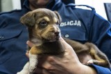 Policjant z Nowego Dworu Gdańskiego uratował szczeniaka! Ktoś porzucił psiaki w kartonie [ZDJĘCIA]