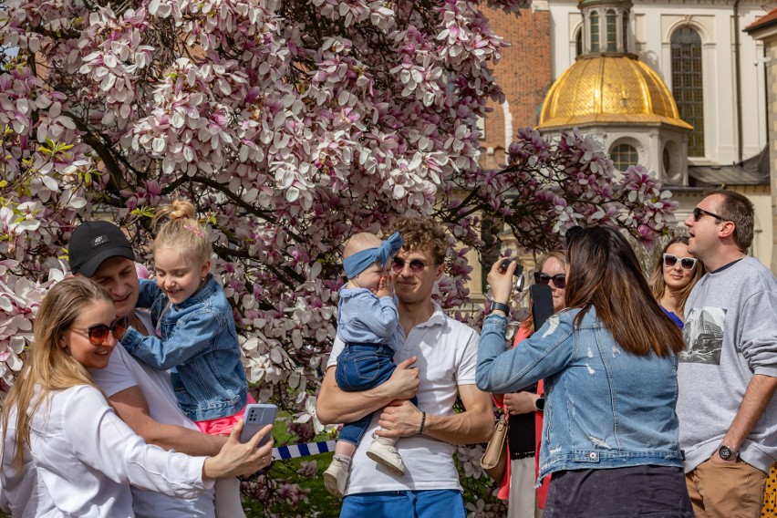 Kwitnące magnolie na Wawelu przyciągają mieszkańców i...