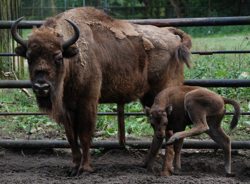 W bydgoskim Ogrodzie Zoologicznym urodził się żubr!