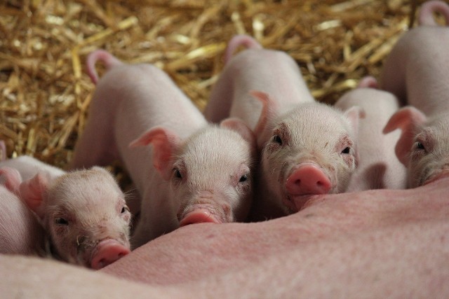 Połowa wniosków o dopłaty dla producentów świń pochodzi z woj. kujawsko-pomorskiego i wielkopolskiego.