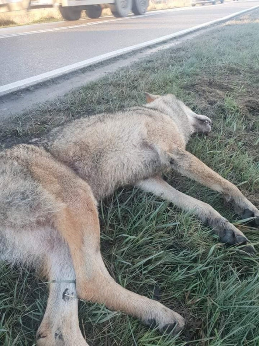 Potrącony wilk na drodze Kosakowo-Mrzezino. Zwierzę niestety nie przeżyło [Uwaga, drastyczne zdjęcia!]