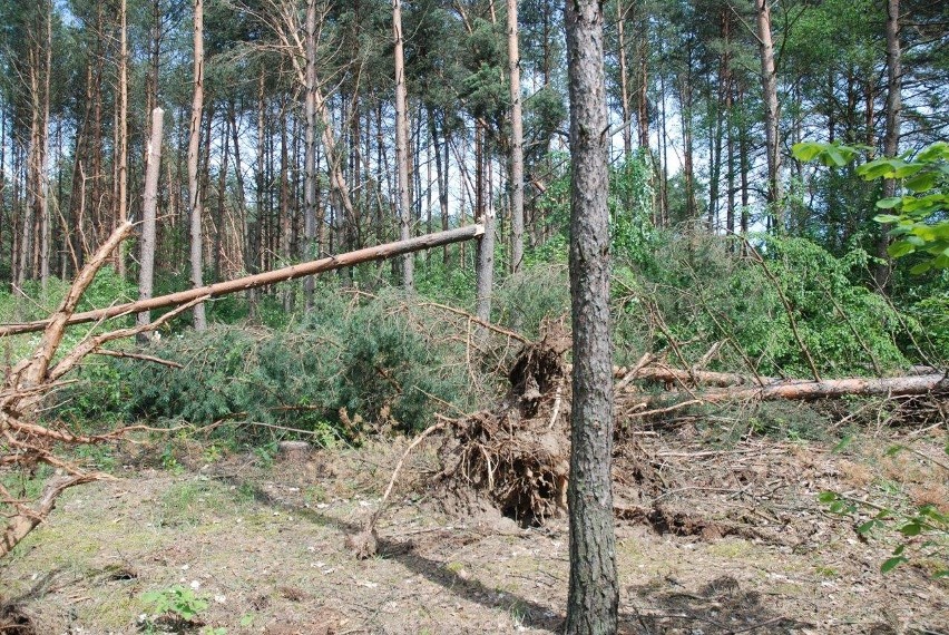 Obecnie są prowadzone prace przy usuwaniu szkód.